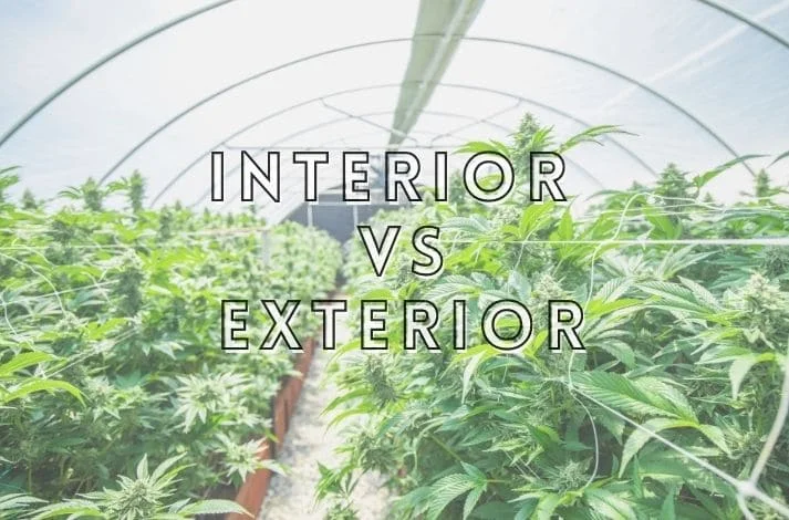 Diferencia entre cultivo y planta