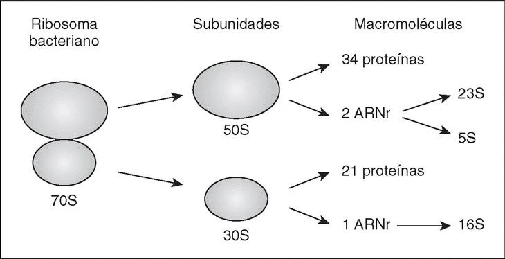 Diferencia entre el ARNr 16s y el ADNr 16s