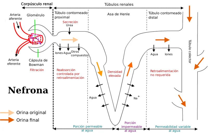 Diferencia entre el asa de Henle ascendente y descendente