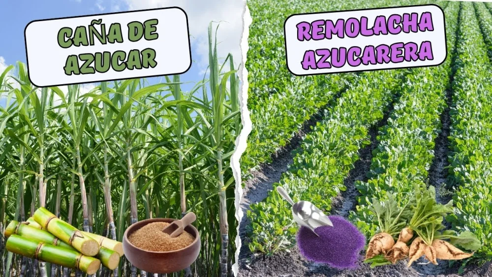 Diferencia entre el azúcar de remolacha y el azúcar de caña