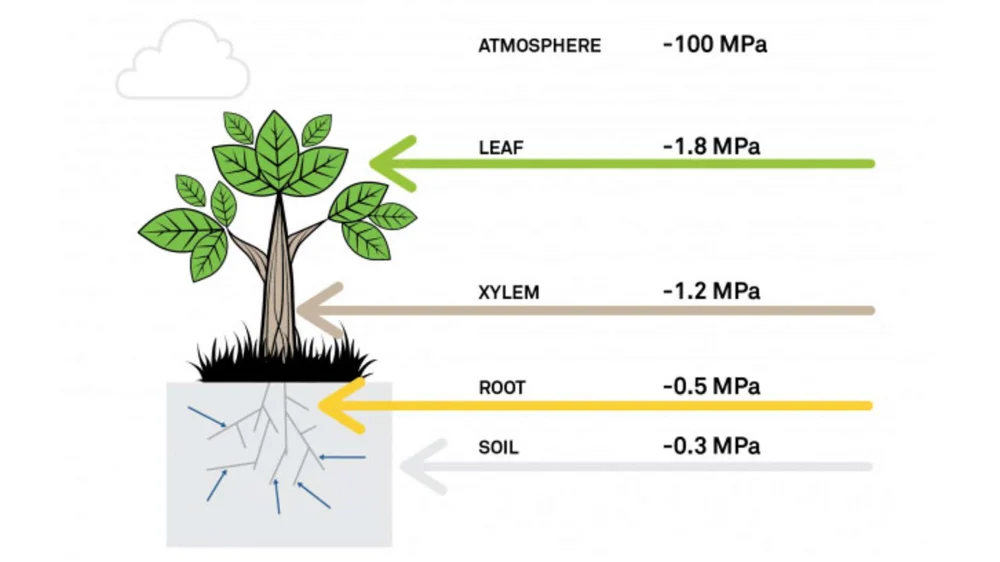 Diferencia entre el potencial de agua y el potencial de soluto