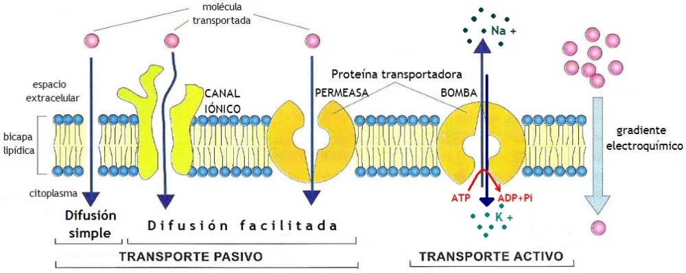 Diferencia entre el potencial de membrana y el potencial de acción