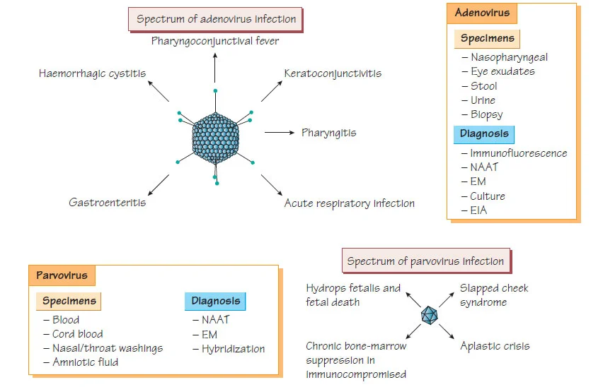 Diferencia entre el poxvirus y el parvovirus
