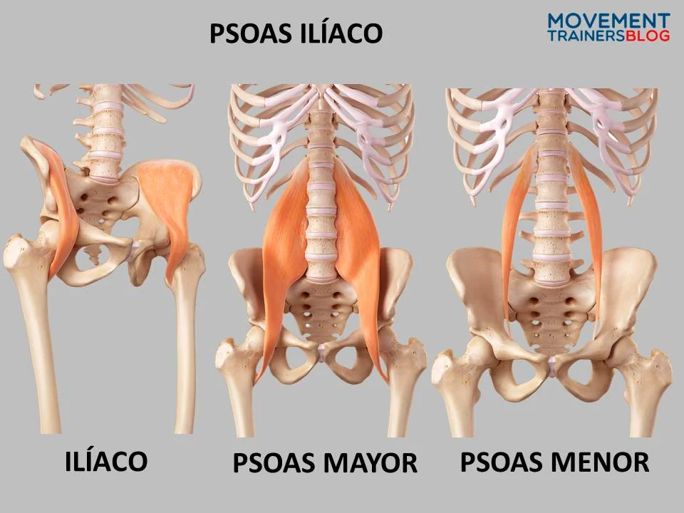 Diferencia entre el psoas y el flexor de la cadera