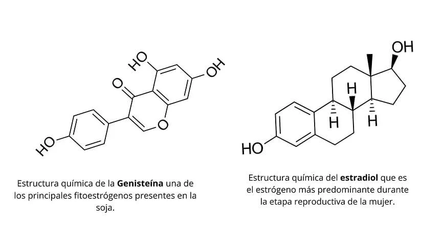 Diferencia entre estrógeno y fitoestrógeno