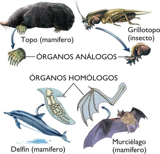 Diferencia entre estructuras homólogas y análogas