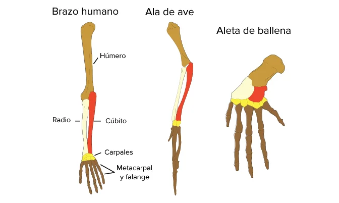 Diferencia entre estructuras homólogas y estructuras vestigiales