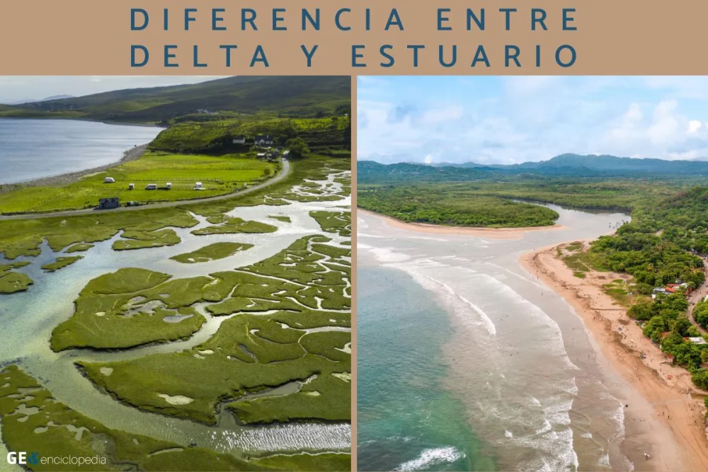 Diferencia entre estuario y humedal