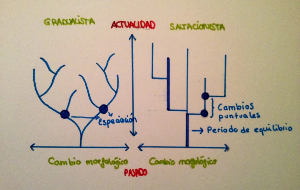 Diferencia entre gradualismo y equilibrio puntuado