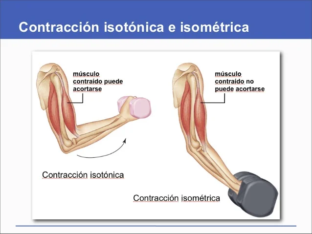 Diferencia entre isotónico e isométrico