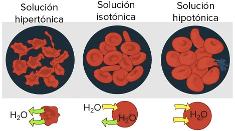 Diferencia entre isotónico hipotónico e hipertónico