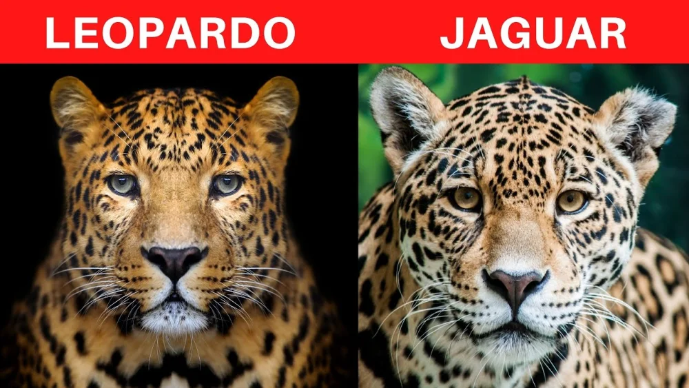 Diferencia entre jaguar y leopardo