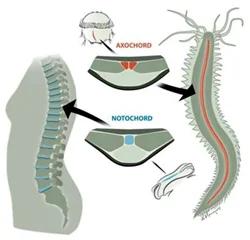 Diferencia entre la notocorda y la columna vertebral