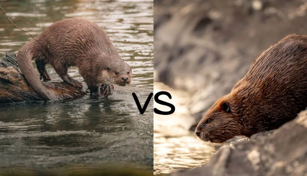 Diferencia entre la nutria y el castor