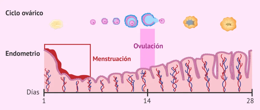 Diferencia entre la ovulación y la menstruación