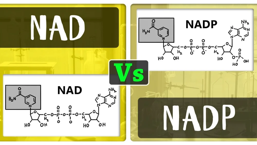 Diferencia entre NAD+ y NADP+