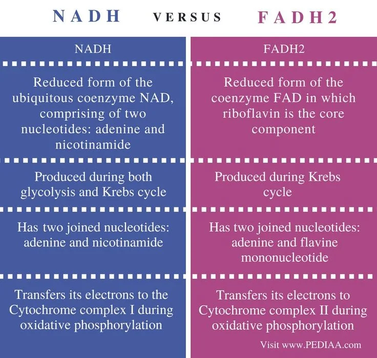 Diferencia entre NADH y FADH2