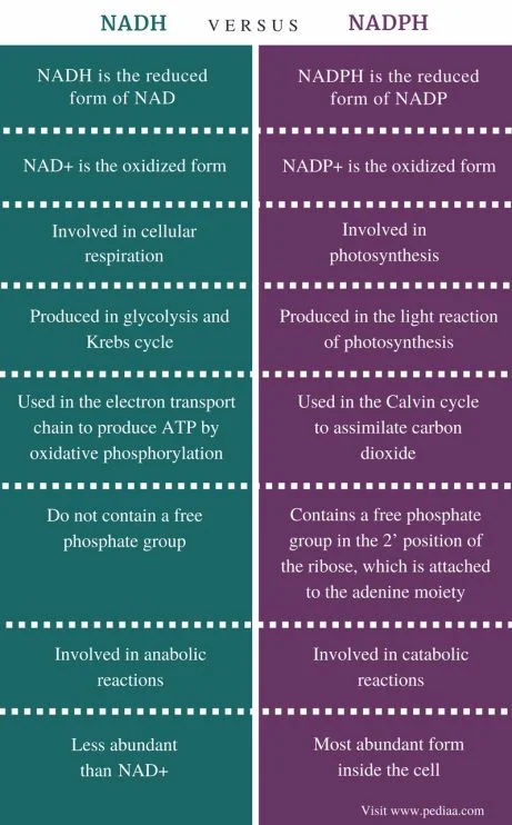 Diferencia entre NADH y NADPH