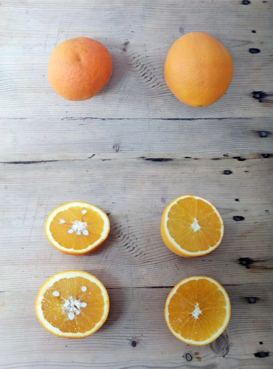 Diferencia entre naranja y mosambi
