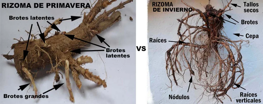 Diferencia entre rizoides y rizomas