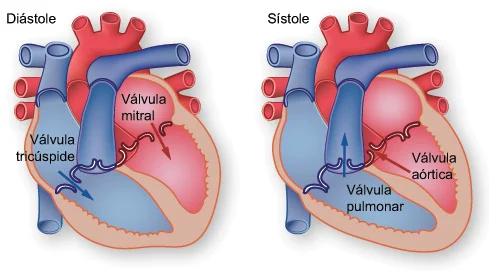 Diferencia entre válvula tricúspide y bicúspide