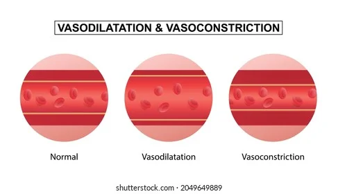 Diferencia entre vasodilatación y vasoconstricción
