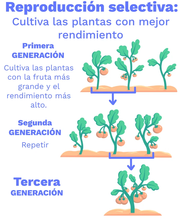 ¿Qué es la cría selectiva?