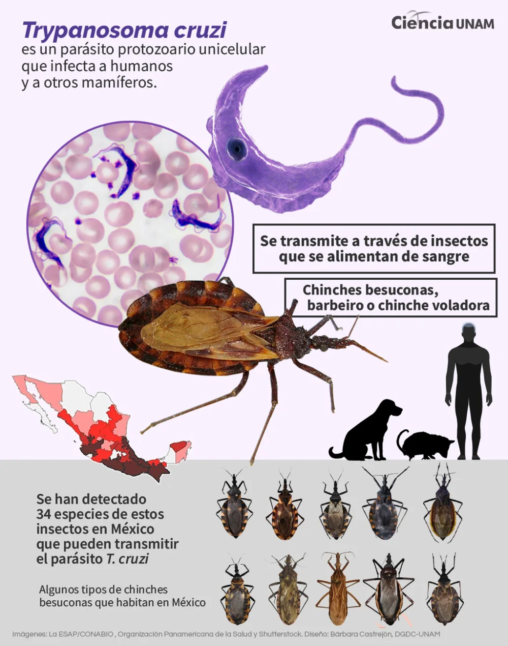 ¿Qué es la enfermedad de Chagas y qué la causa?