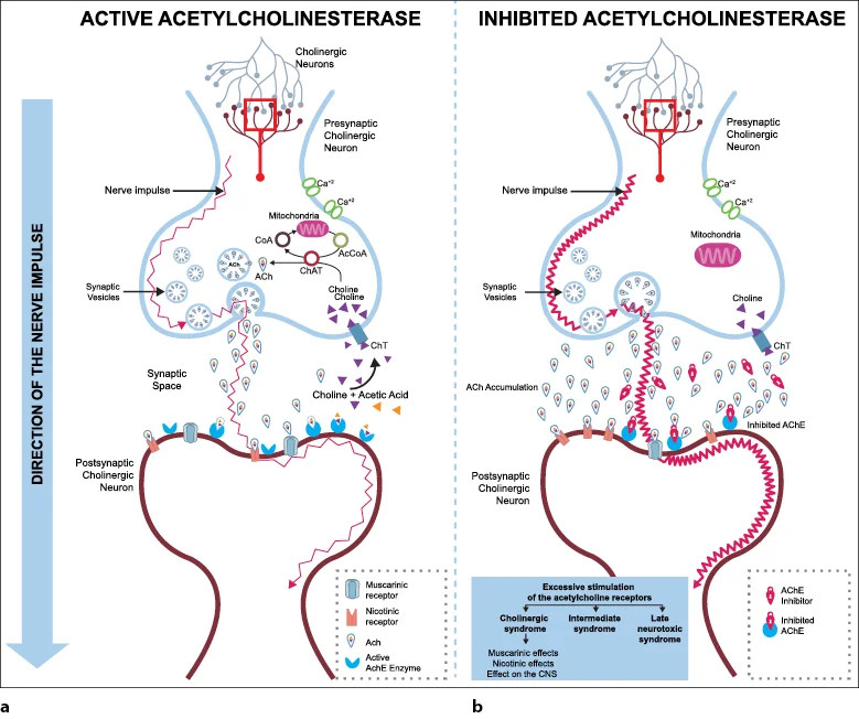 Diferencia entre ACh y AChE Ciencia