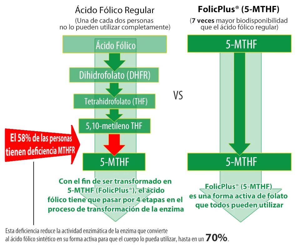Diferencia entre ácido fólico y folato Ciencia