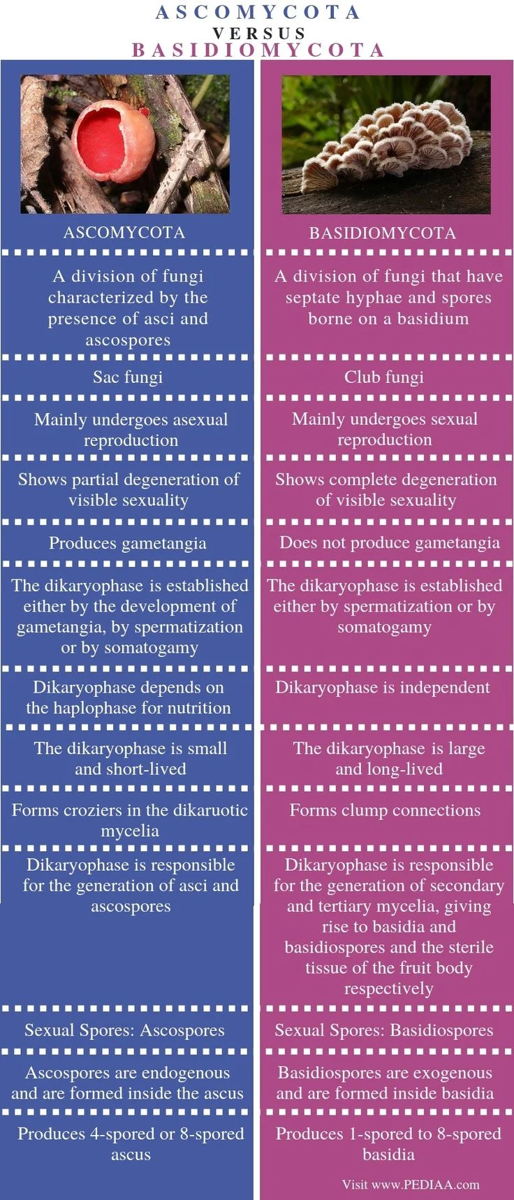 Diferencia entre Ascomycota y Basidiomycota