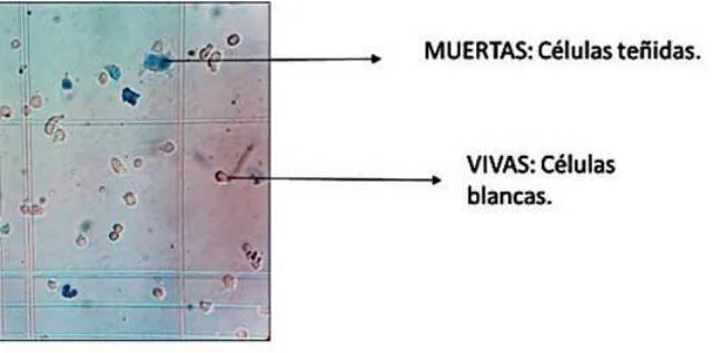 Diferencia entre células viables y no viables