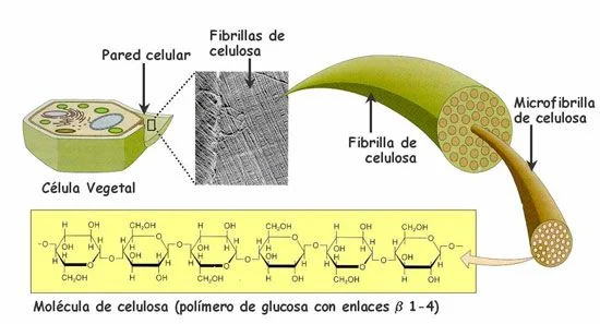 Diferencia entre celulosa y fibra