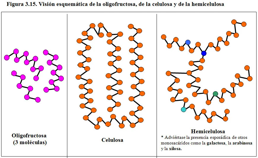 Diferencia entre celulosa y hemicelulosa