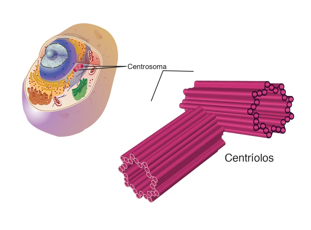 Diferencia entre centríolo y centrosoma