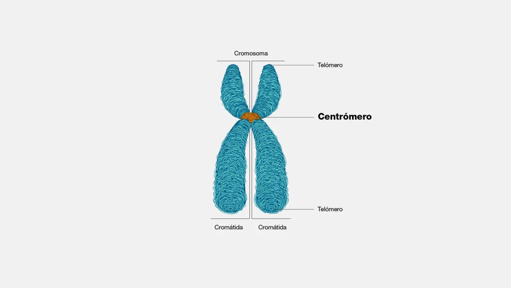 Diferencia entre centrómero y cromómero