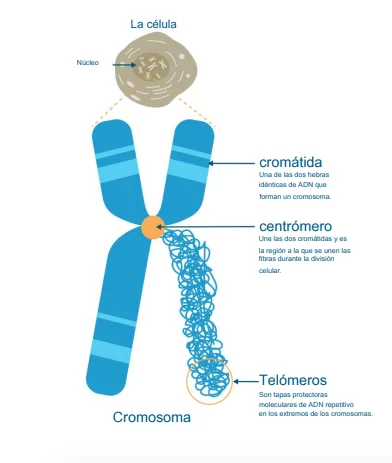 Diferencia entre centrómero y telómero