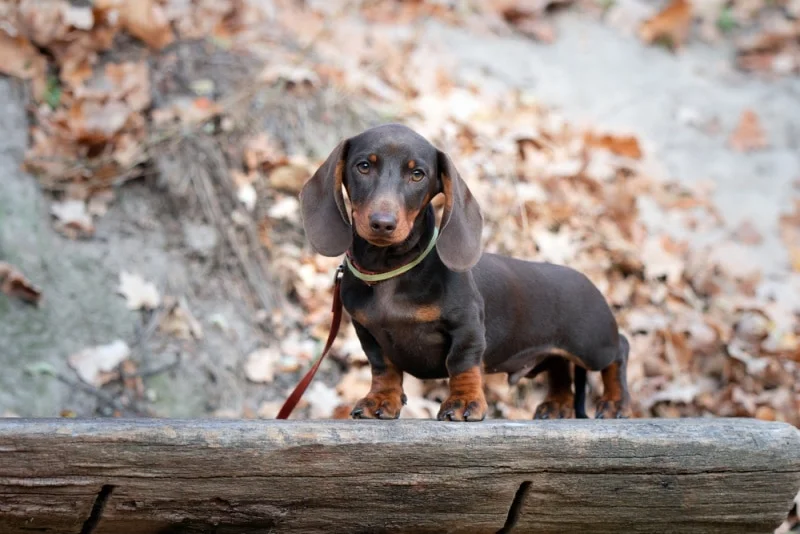 Diferencia entre Dachshund y Dotson