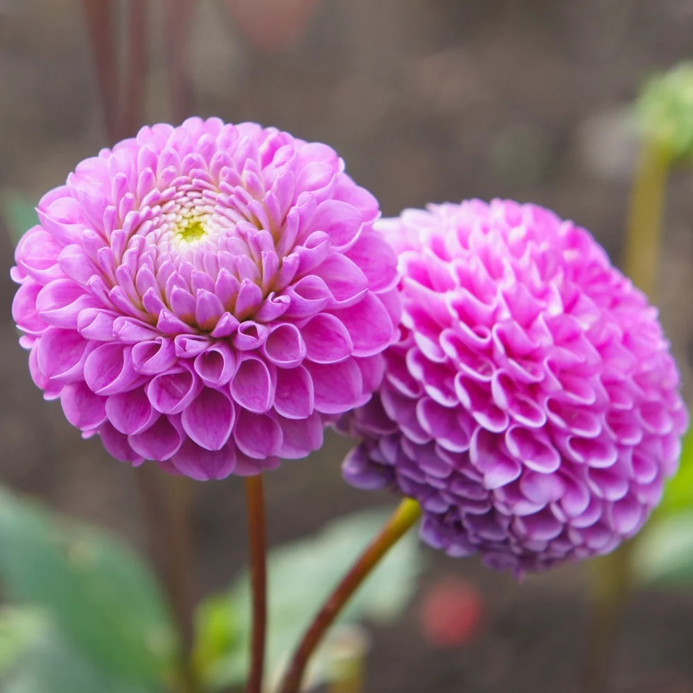 Diferencia entre dalia y zinnia