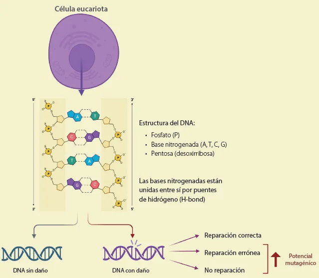 Diferencia entre daño y mutación del ADN