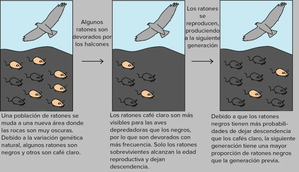 Diferencia entre darwinismo y evolución