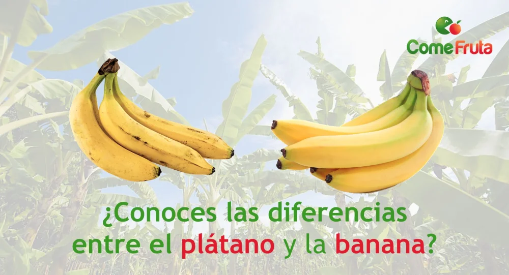 Diferencia entre el banano y el plátano