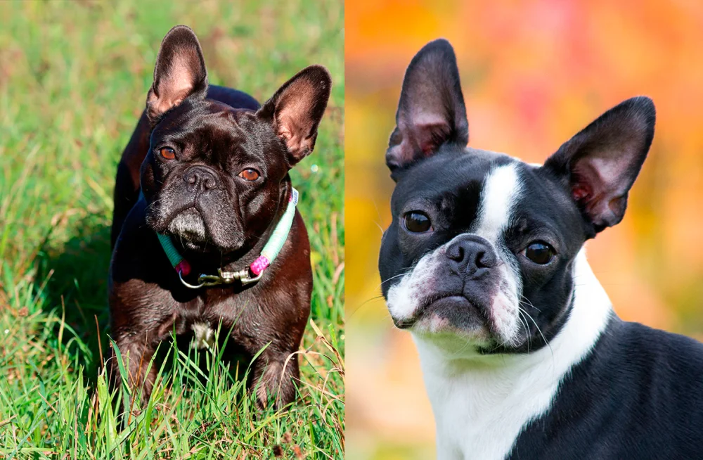 Diferencia entre el Boston Terrier y el Bulldog Francés
