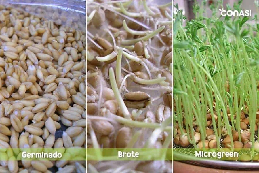 Diferencia entre el brote de hidra y el brote de briofilo