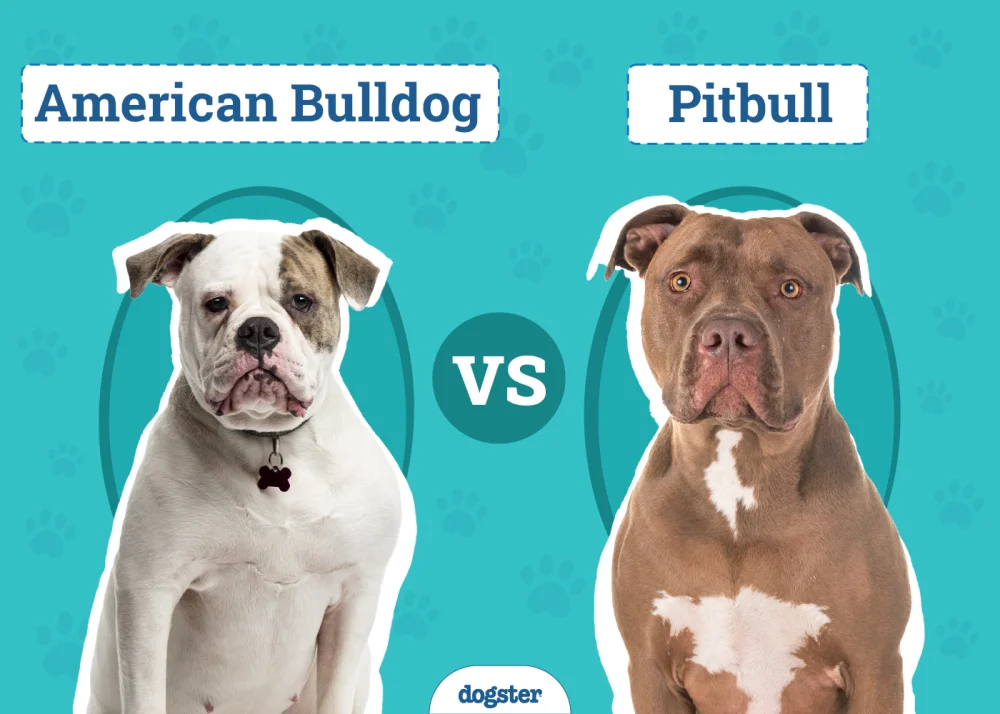Diferencia entre el bulldog americano y el pitbull