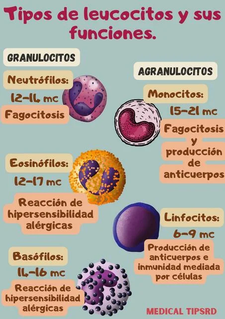 Diferencia entre granulocitos y agranulocitos