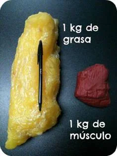 Diferencia entre grasa y músculo
