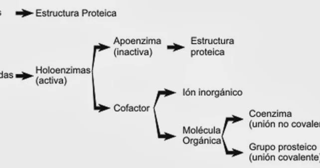 Diferencia entre grupo prostético y coenzima