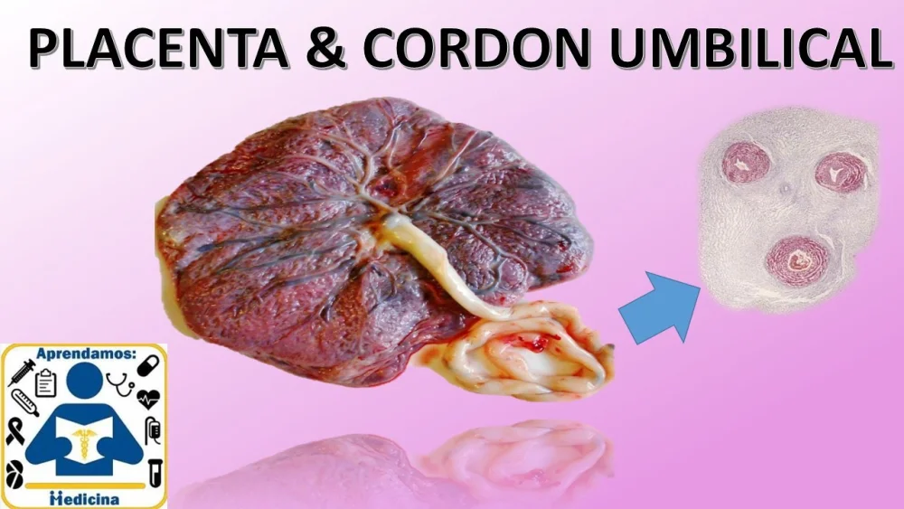 Diferencia entre la placenta y el cordón umbilical
