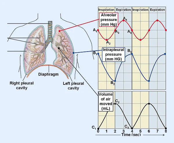 Diferencia entre la presión alveolar y la presión pleural